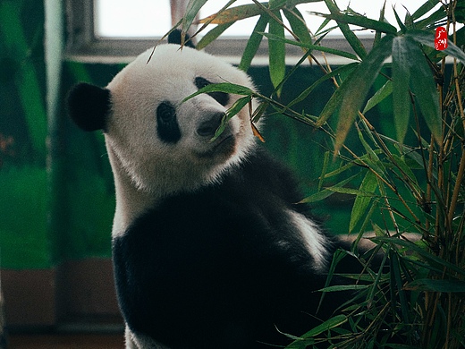 随手拍·广州动物园(熊猫特辑)