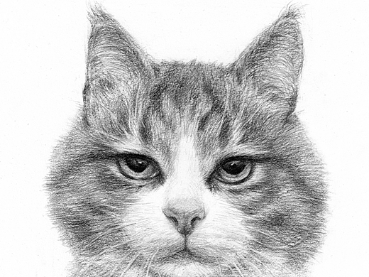 憨猫