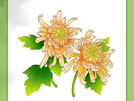 菊花插画