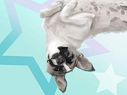 可爱的狗狗宠物插画，宠物肖像定制