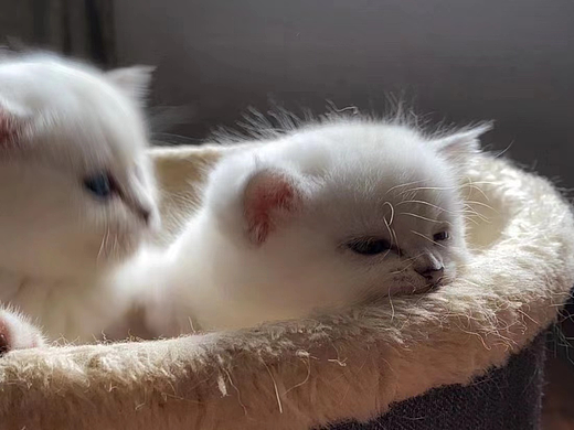 大大皮皮滿月啦（個人主頁-ZNjE2MzcwMDQ=） - 寵物攝影 - 站酷設(shè)計師遠霧長原創(chuàng)素材 - 站酷ZCOOL