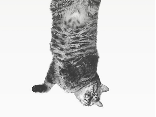 我的猫咪：大马六