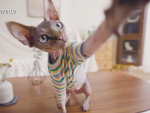 猫服装拍摄 | 宠物产品摄影 | 亚马逊宠物服装电商视频