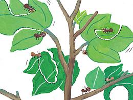 《小蚂蚁，排排队》