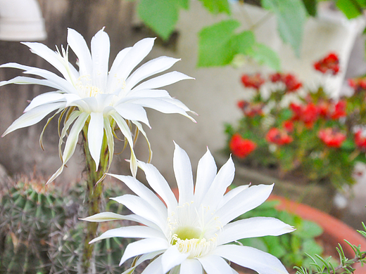 #花椒&仙人球花摄影作品（个人主页-ZNjA3MzAxNDg=） - 风光摄影 - 站酷设计师胡宇先生原创素材 - 站酷ZCOOL