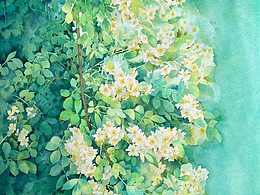 植物插画