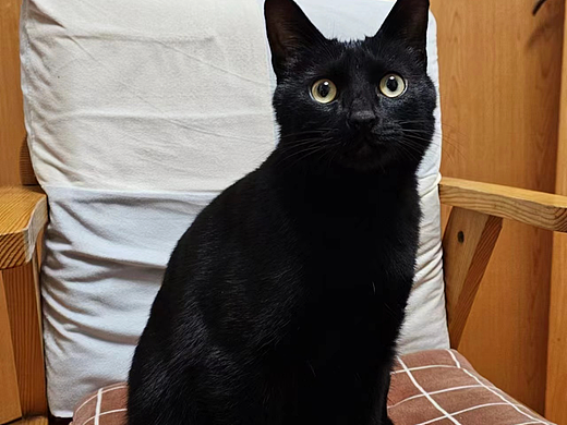 《布莱克》谢谢你带我进入猫猫的世界