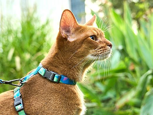 亚马逊猫背带产品图
