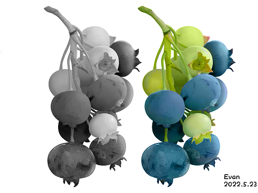 蓝莓写实（个人主页-ZNjAwMjY1NDQ=） - 绘画 - 站酷设计师檬檬哒原创素材 - 站酷ZCOOL