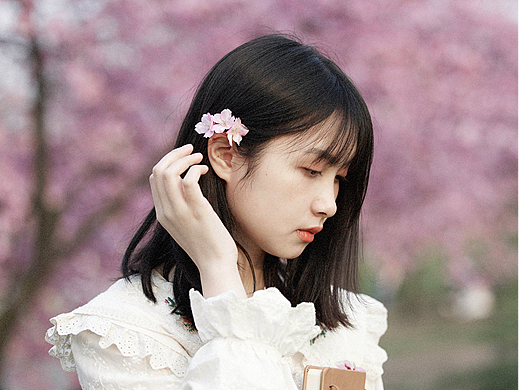 sakura