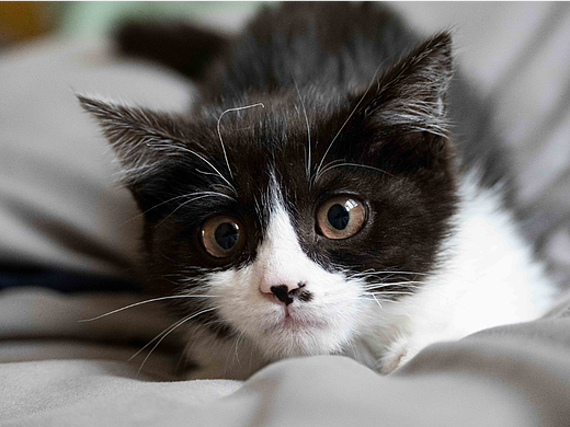 古德猫宁