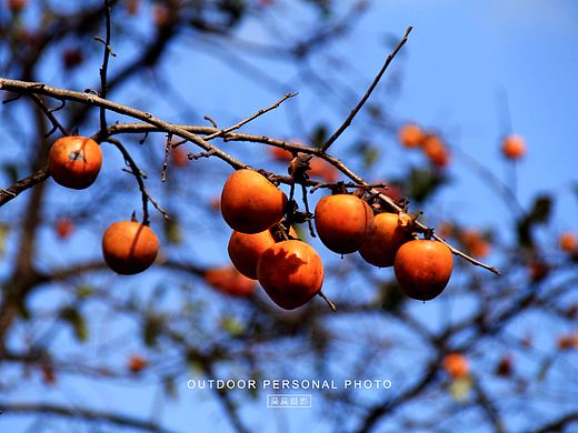 从化桂峰村的柿子“熟了”