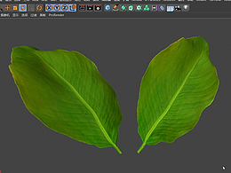 【C4D教程】叶子的骨骼绑定 花草树木绑定
