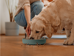 亚马逊 宠物 喂食碗硅胶碗狗盆狗碗
