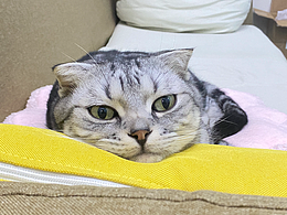 办公室的打工猫