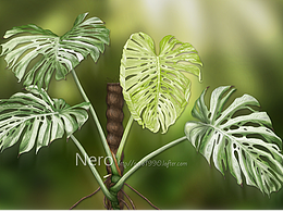 植物繪畫1：白錦龜背竹