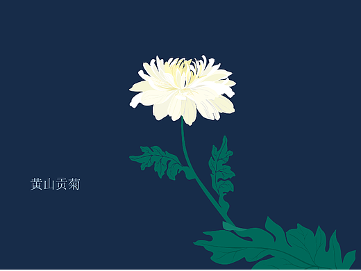 黄山贡菊、决明子
