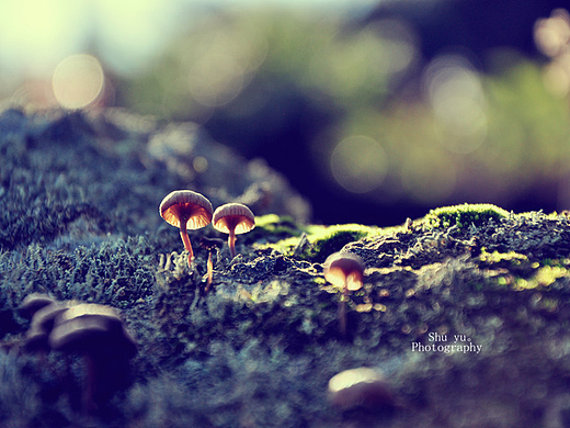 小蘑菇