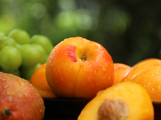 天津果园寄送来的黄金油桃拍摄 已商用