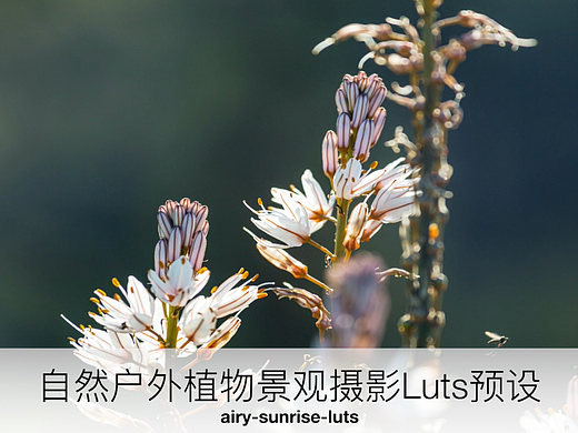 自然户外植物景观摄影Luts预设