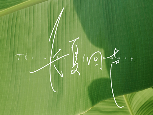 《长夏回声》小说封面设计