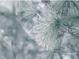 云南 · 念湖，冬季的黑頸鶴保護(hù)區(qū)