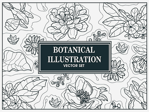 花卉及植物 / Botanical illustrations