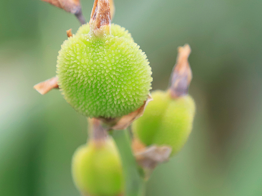 植物（個(gè)人主頁-ZNjMyNTk0MDg=） - 其他攝影 - 站酷設(shè)計(jì)師時(shí)間泡沫原創(chuàng)素材 - 站酷ZCOOL