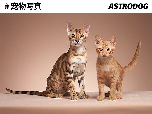 太空狗宠物摄影 孟加拉豹猫 田园猫