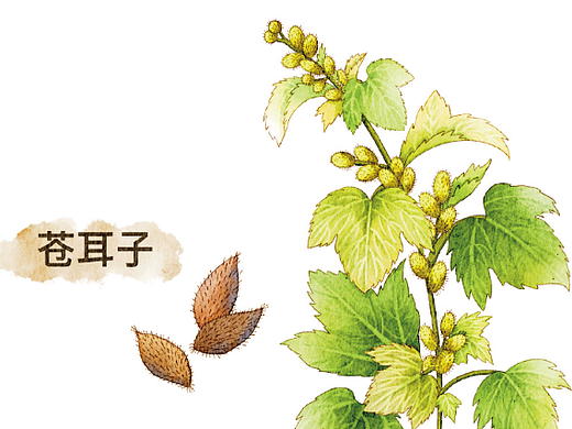 植物科普类插画
