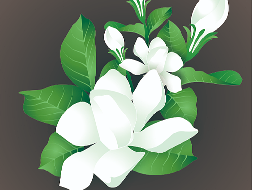 栀子花矢量图