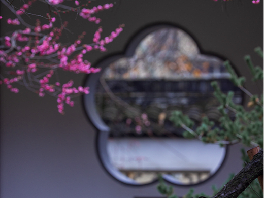 花开梅岗