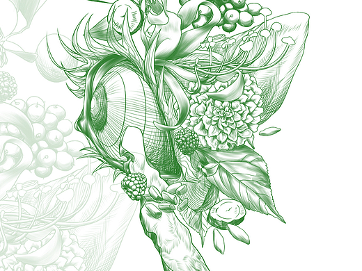 【饮品包装稿件】药材元素插画