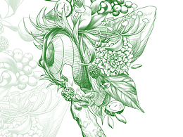 【饮品包装稿件】药材元素插画