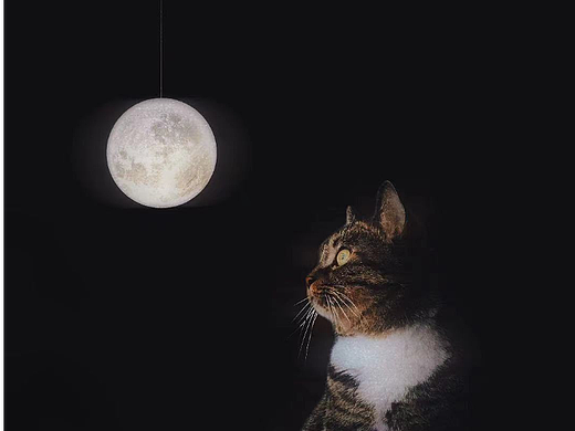 喵喵元宝的照片