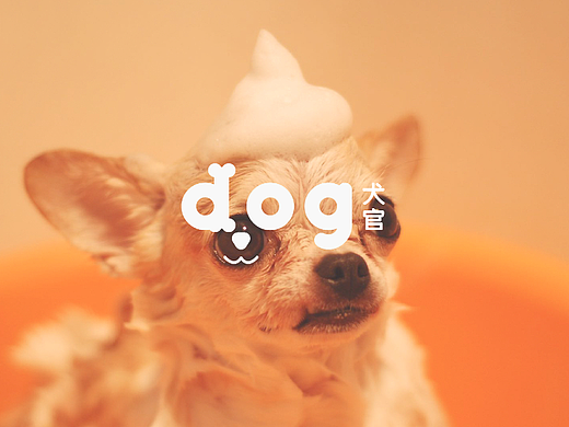dog犬官 | 宠物品牌设计