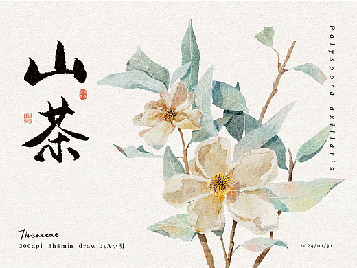 山茶花/植物水彩/海报设计/字体设计