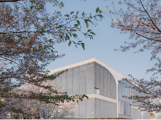 一片樱花在龙美旁落下 | 魔都建筑奇谭记