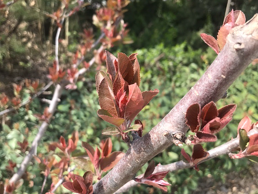 二月树儿嫩芽出