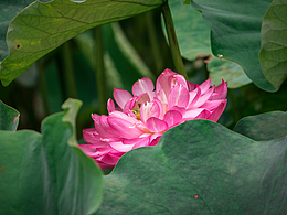 夏天