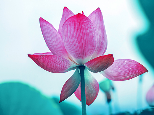 荷花