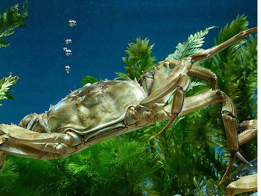美食包装摄影｜阳澄湖大闸蟹｜青屿川