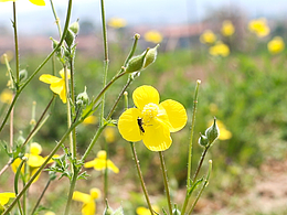 花開了春天來了