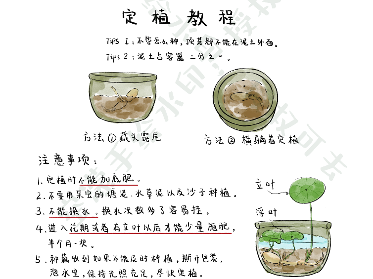 碗莲荷花种子种植方法图片