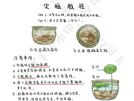 碗莲种植教程 （已商用）