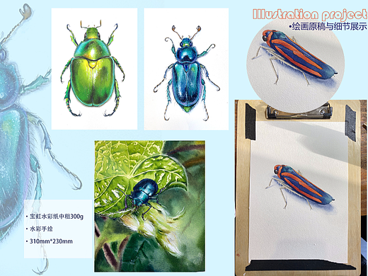 水彩手绘的两本昆虫书插画