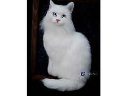 羊毛毡猫咪全身相框之肥猫