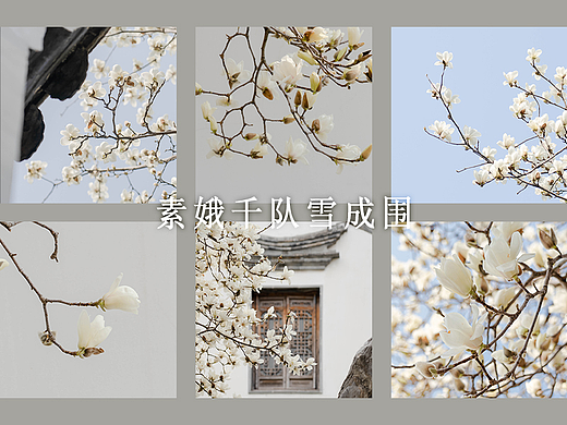 白玉兰摄影