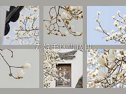 白玉兰摄影