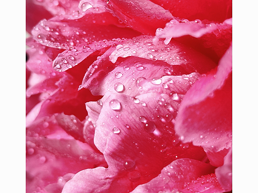 手机摄影-花的姿态（个人主页-ZNjU0NjYzMzY=） - 时尚/艺术摄影 - 站酷设计师沐之leo原创素材 - 站酷ZCOOL